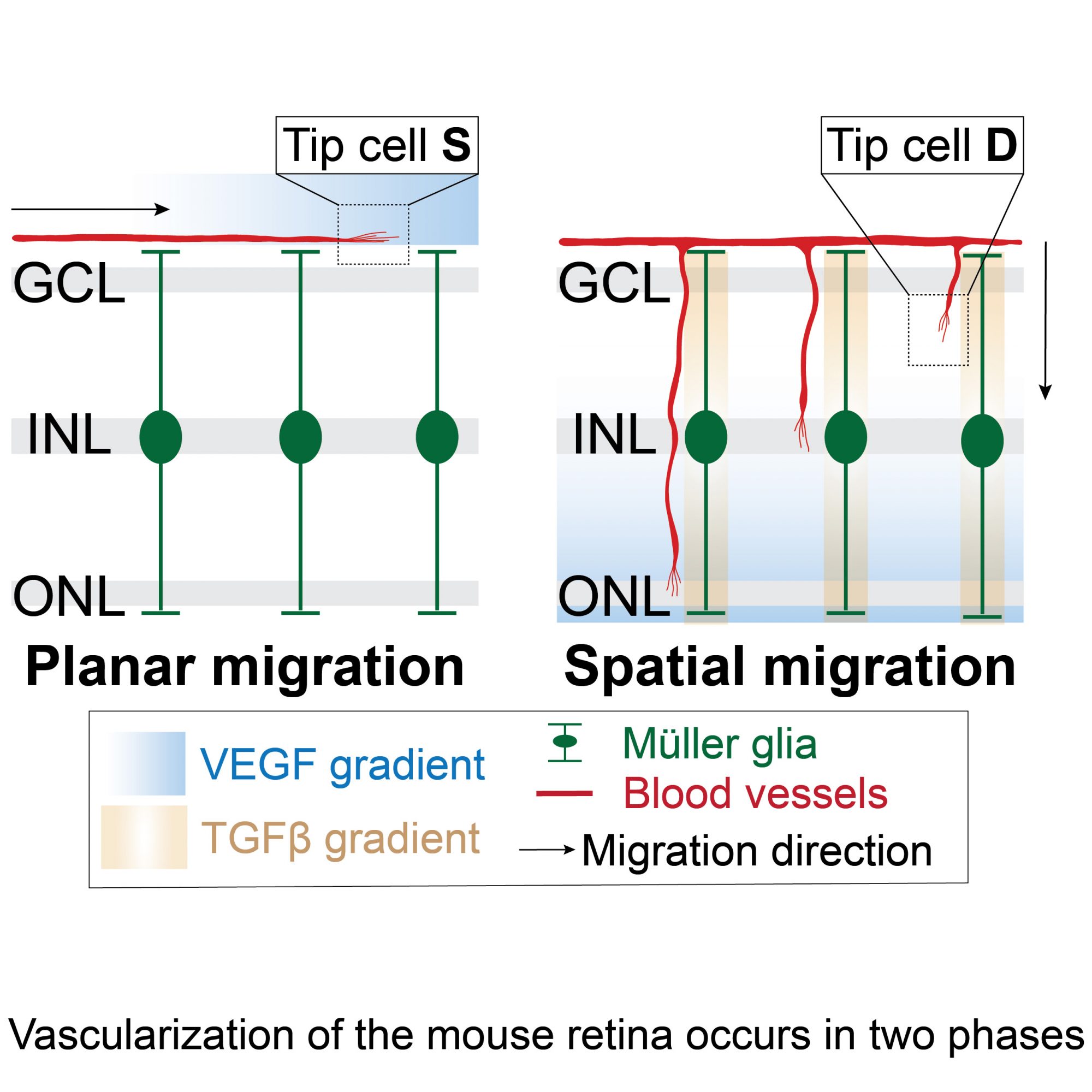 Retinal vascularization phases